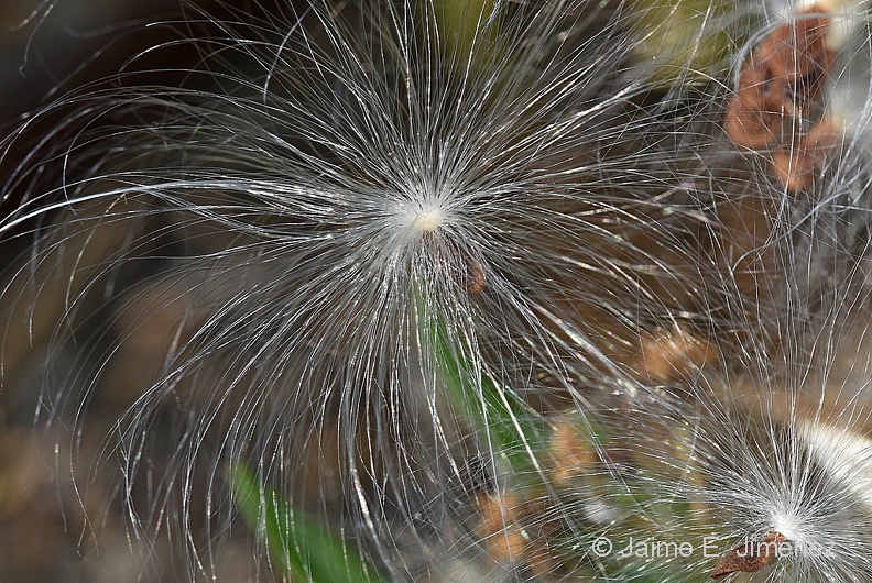 Antelope_Horns_Milkweed_Asclepias_asperula_LLELA_TX_2.jpg