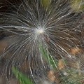 Antelope Horns Milkweed