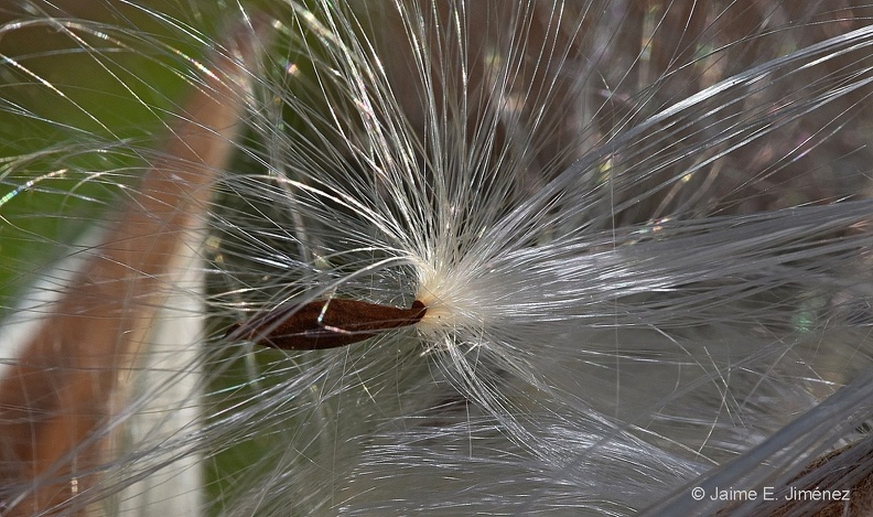 Antelope_Horns_Milkweed_Asclepias_asperula_LLELA_TX_3.jpg