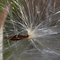 Antelope Horns Milkweed seed