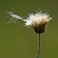 Asteraceae