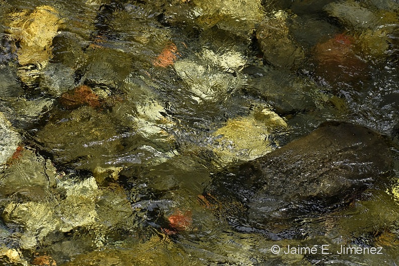 Chanleufu_River_Aguas_calientes_PN_Puyehue_Chile.jpg