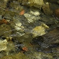 Chanleufu River
