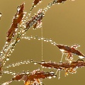 Dew