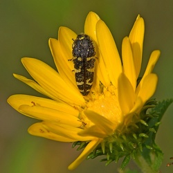 Buprestidae (Metalic Wood-boring Beetles)