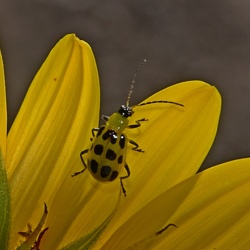 Chrysomelidae (Leaf Beetles)
