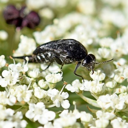Mordellidae