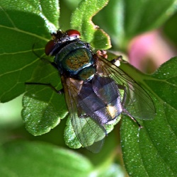 Diptera (Flies)