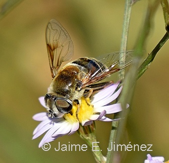 Syrphid Fly