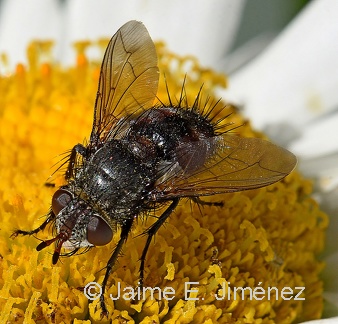 Bristle Fly