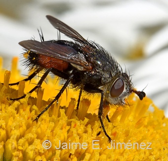 Bristle Fly