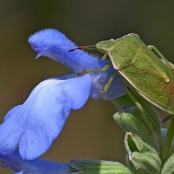 Hemiptera (Bugs, Cicadas, Aphids, Leafhoppers)