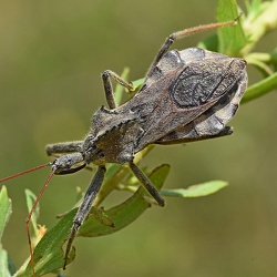 Hemiptera (Bugs, Cicadas, Aphids, Leafhoppers)