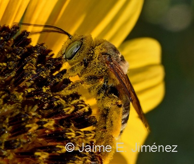 Leafcutter Bee