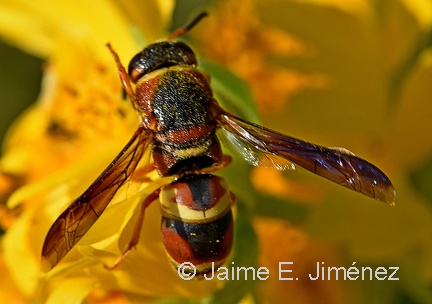 Wasp