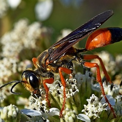 Hymenoptera (Wasps, Bees, Ants)