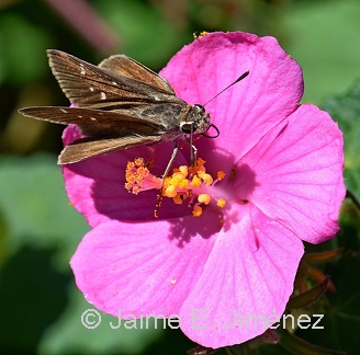 Brazilian Skipper