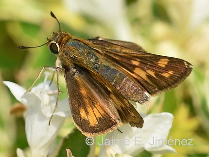 Fiery Skipper female