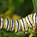 Monarch Butterfly larva