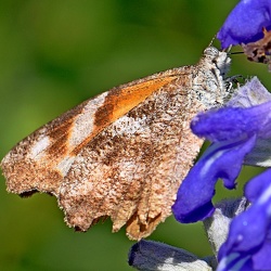 Arthropoda