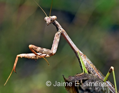 Carolina Mantis