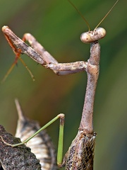 Carolina Mantis
