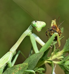 Carolina Mantis
