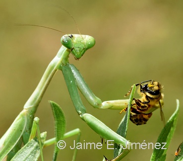 Carolina Mantis