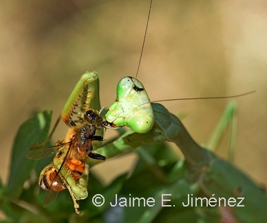 Carolina Mantis