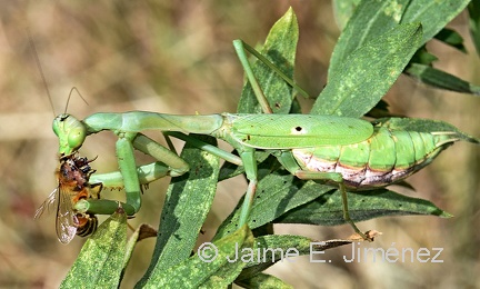 Carolina Mantis