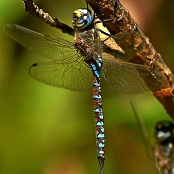 Aeshnidae