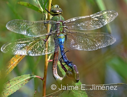 Common Green Darner male and female