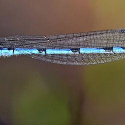 Coenagrionidae