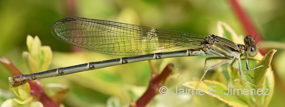Damselfly