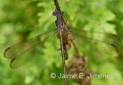 Damselfly
