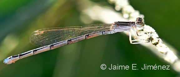 Damselfly