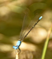 Damselfly