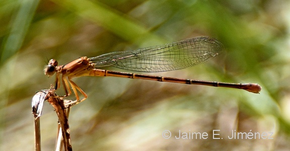Damselfly