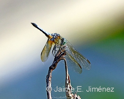 Dragonfly