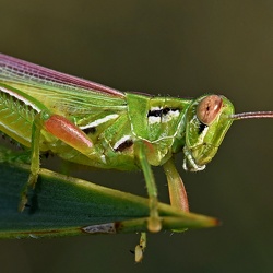 Orthoptera (Grasshoppers)