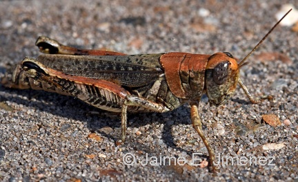 Grasshopper