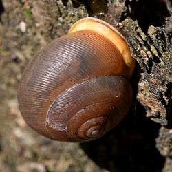 Gastropoda