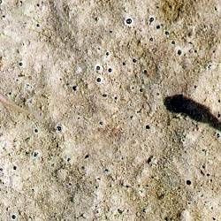 Actinopterygii (Fishes)