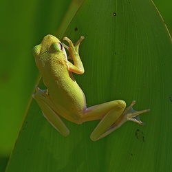 Hylidae