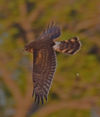Northern Harrier female juvenile