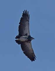 Black-chested Buzzard Eagle