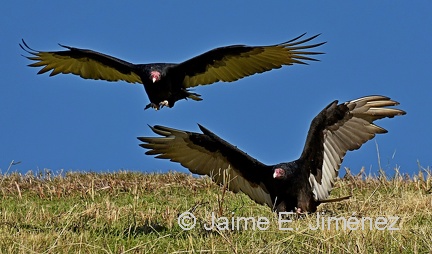 Turckey Vultures