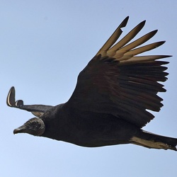 Accipitriformes (Hawks, Eagles and Vultures)