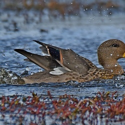 Anseriformes (Ducks, Geese and Swans)