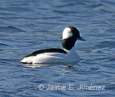 Bufflehead male